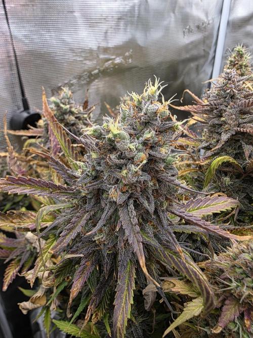 Orange Apricot Glue XL Auto. Week 13