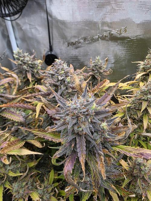 Orange Apricot Glue XL Auto. Week 13