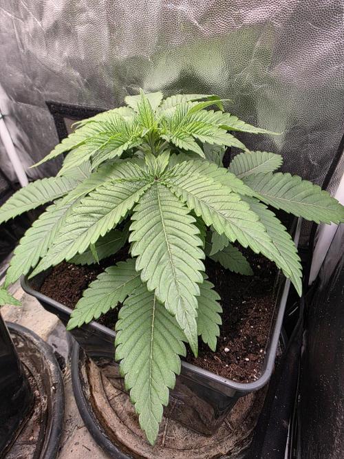 Blue zushi. Week 3