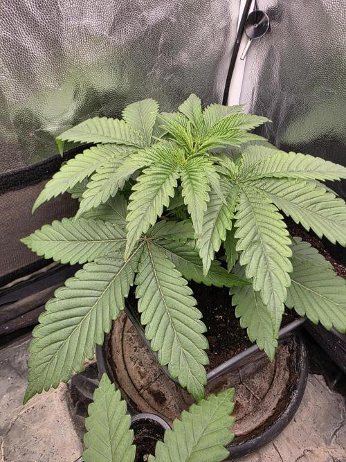 Blue zushi. Week 3