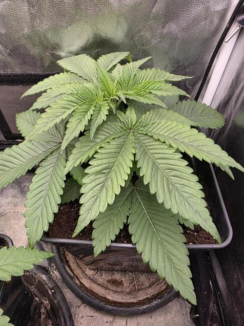 Blue zushi. Week 3