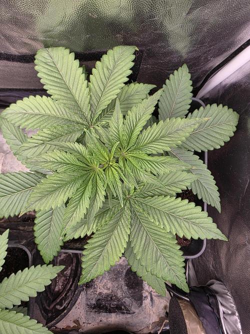 Blue zushi. Week 3
