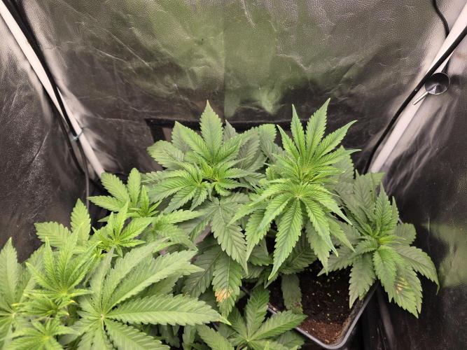 Blue zushi. Week 4
