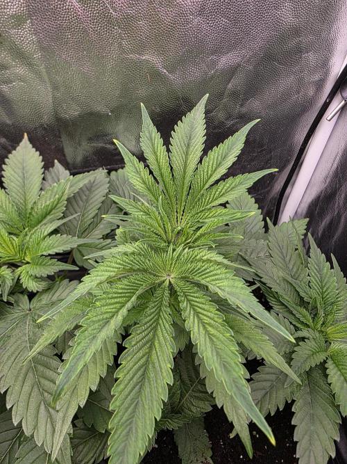 Blue zushi. Week 4
