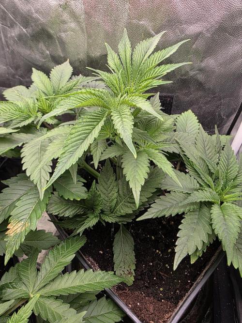 Blue zushi. Week 4