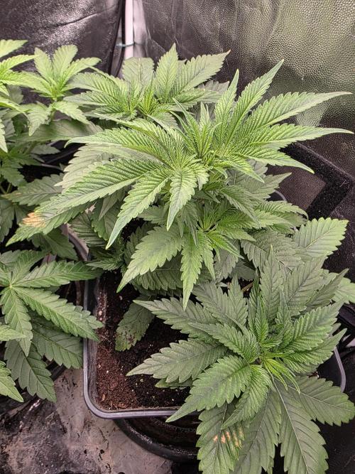 Blue zushi. Week 4