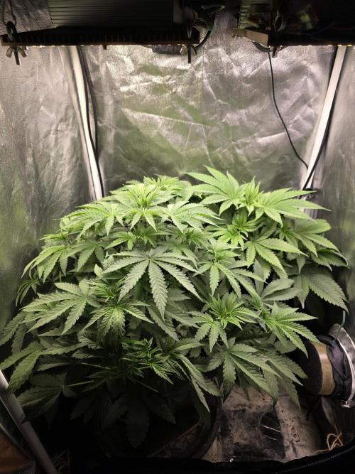 Blue zushi. Week 5