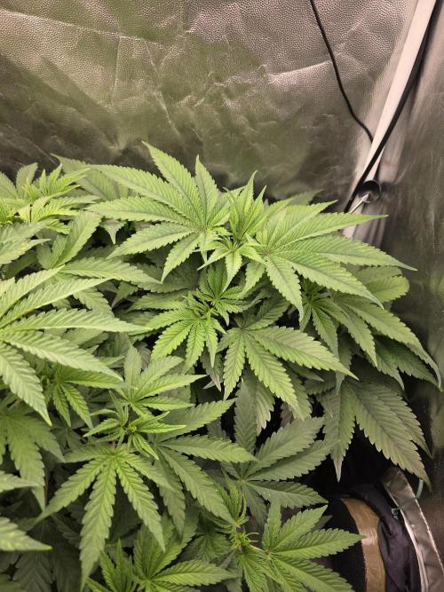 Blue zushi. Week 5