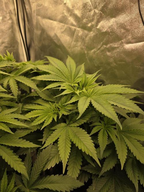 Blue zushi. Week 5