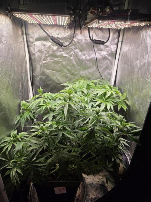 Blue zushi. Week 6
