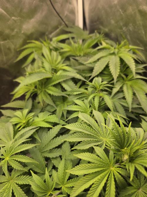 Blue zushi. Week 6