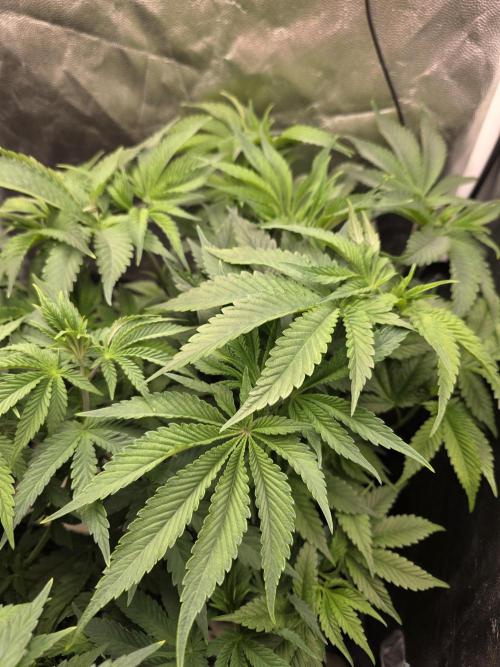 Blue zushi. Week 6