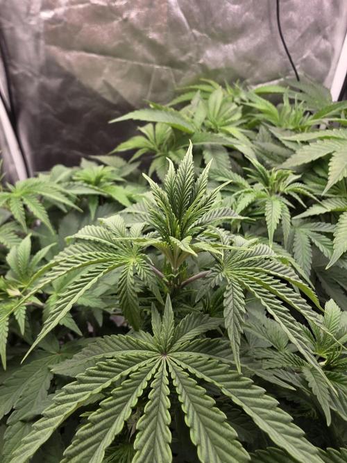 Blue zushi. Week 6