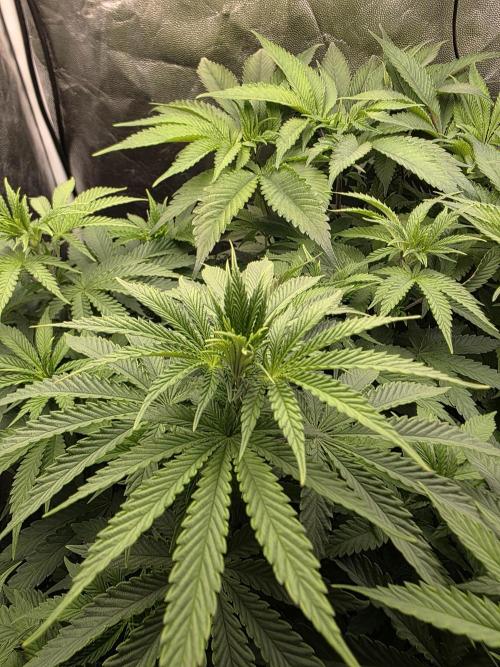 Blue zushi. Week 7