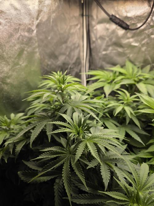 Blue zushi. Week 7