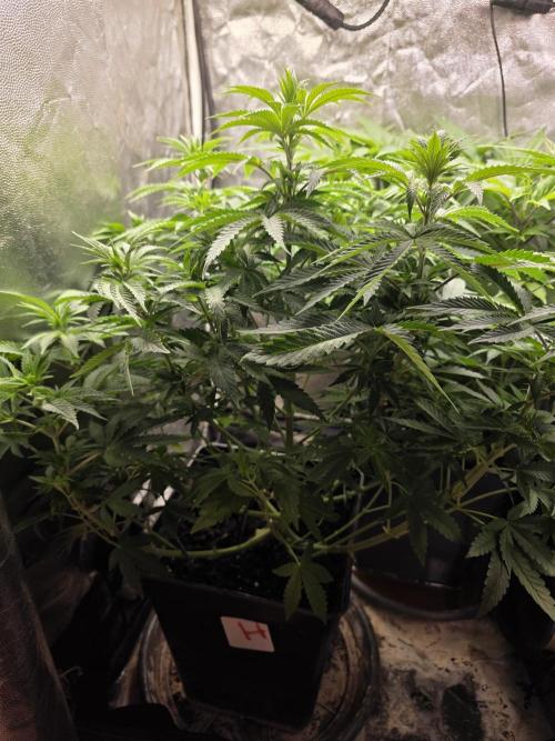 Blue zushi. Week 7