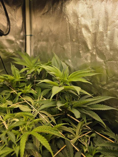 Blue zushi. Week 8