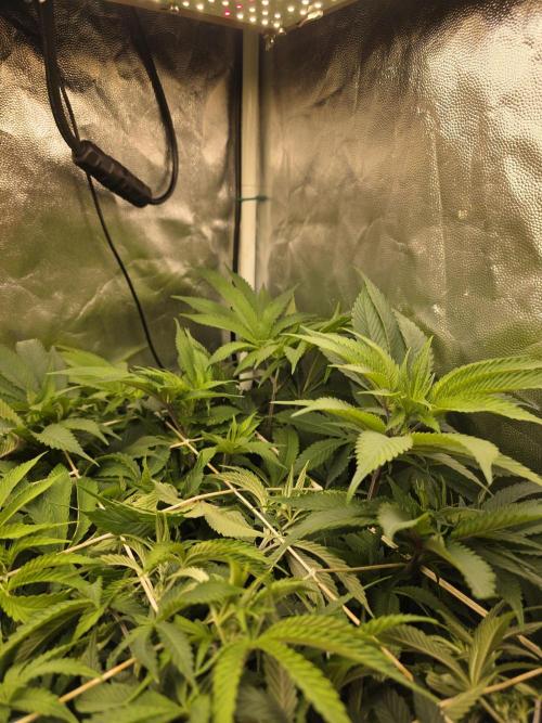 Blue zushi. Week 8