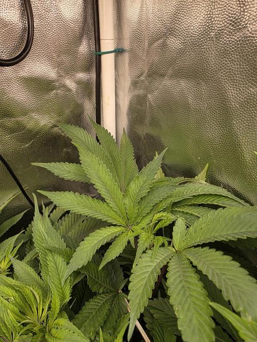 Blue zushi. Week 8