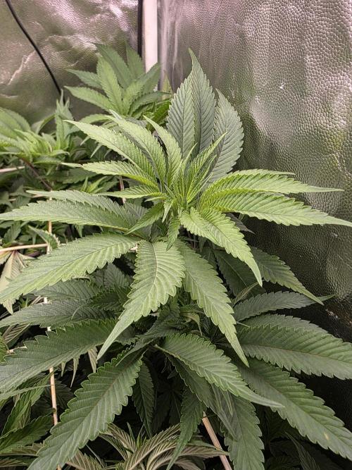 Blue zushi. Week 8