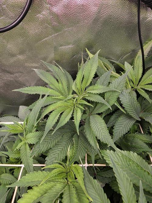 Blue zushi. Week 9