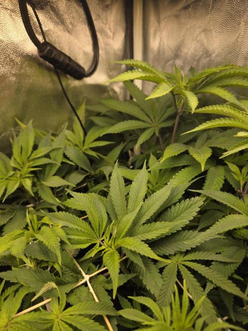 Blue zushi. Week 9