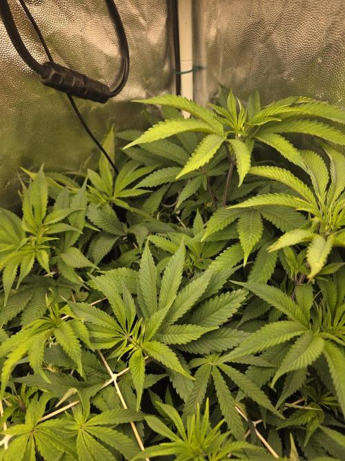 Blue zushi. Week 9