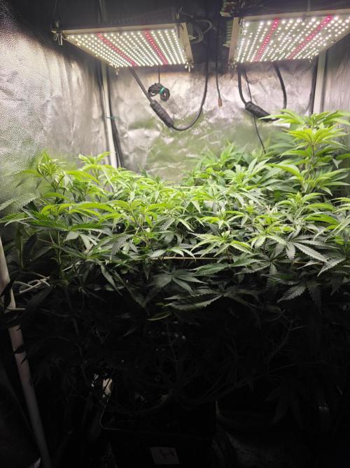 Blue zushi. Week 9