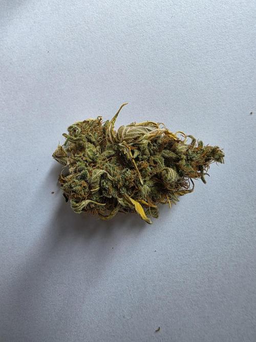 Orange Apricot Glue XL Auto. Week 14