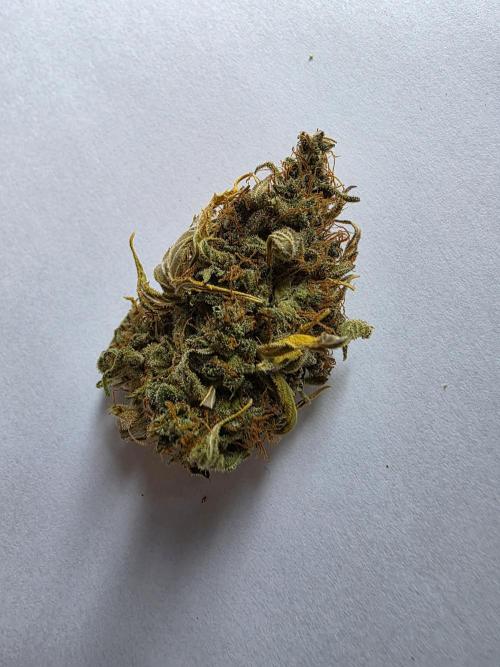 Orange Apricot Glue XL Auto. Week 14