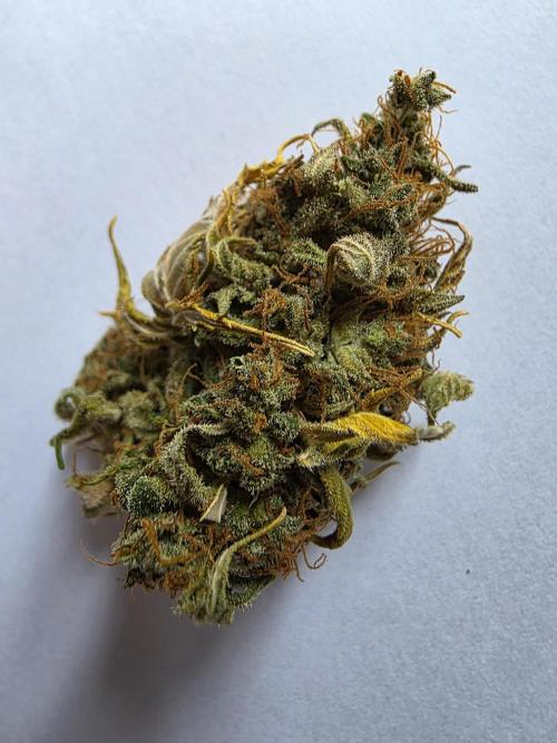 Orange Apricot Glue XL Auto. Week 14