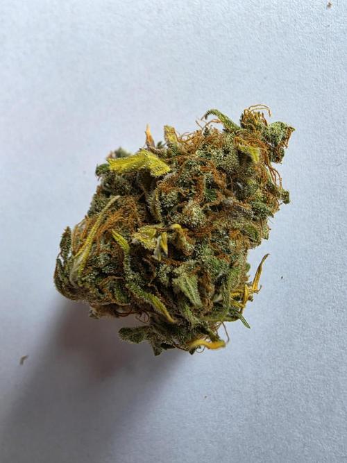 Orange Apricot Glue XL Auto. Week 14