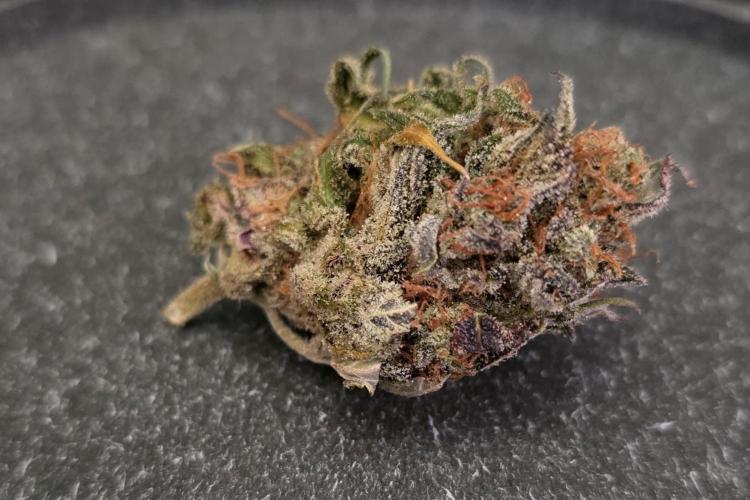 Power Plant. Week 13