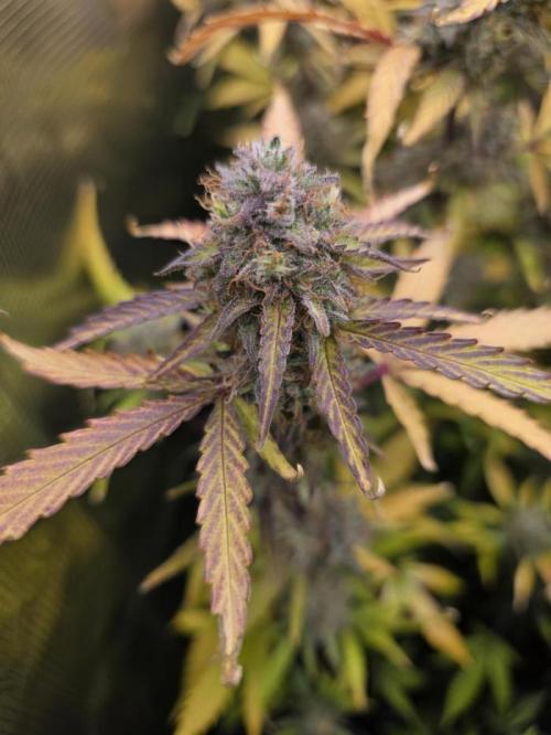 Solar Panel Autoflower. Week 13
