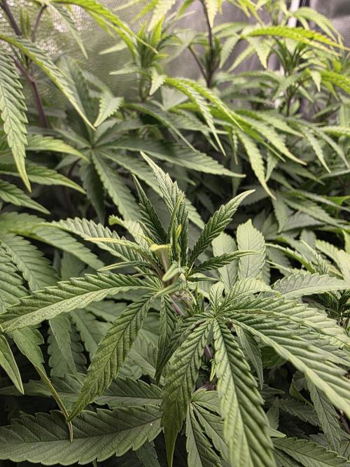 Blue zushi. Week 10
