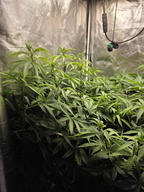 Blue zushi. Week 10