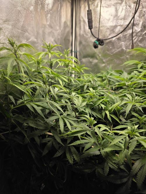Blue zushi. Week 10