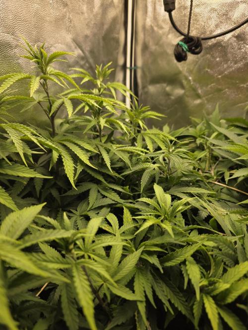 Blue zushi. Week 10