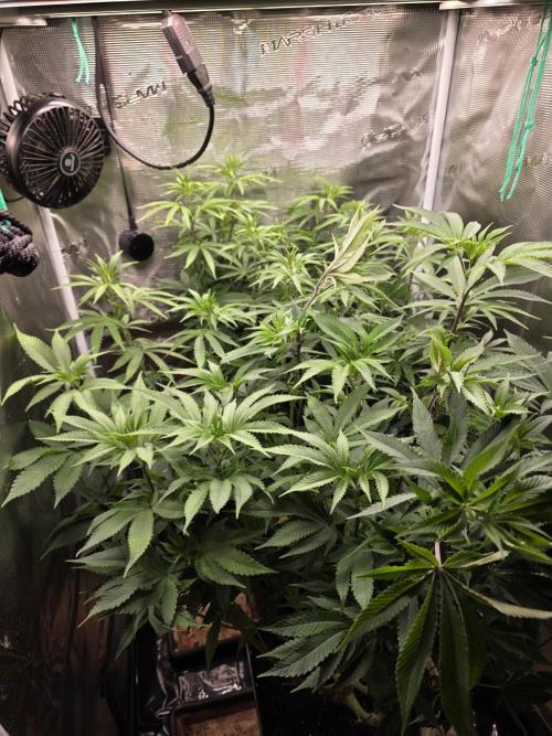Blue zushi. Week 11
