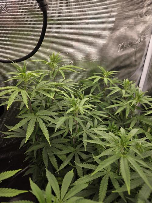 Blue zushi. Week 11