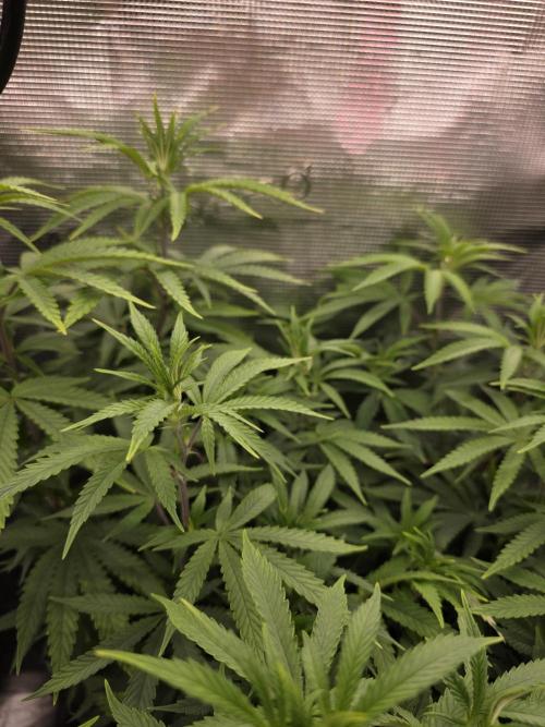 Blue zushi. Week 11