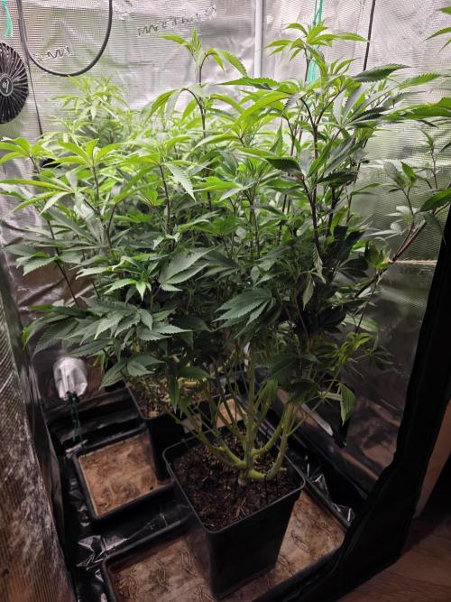 Blue zushi. Week 12