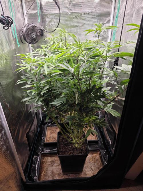 Blue zushi. Week 12