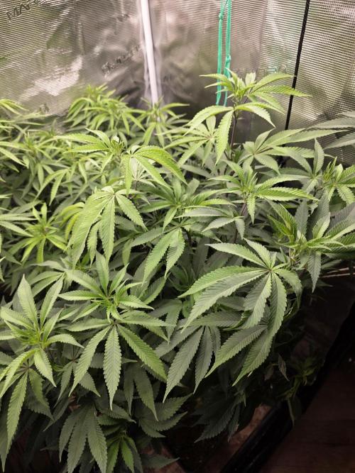 Blue zushi. Week 12