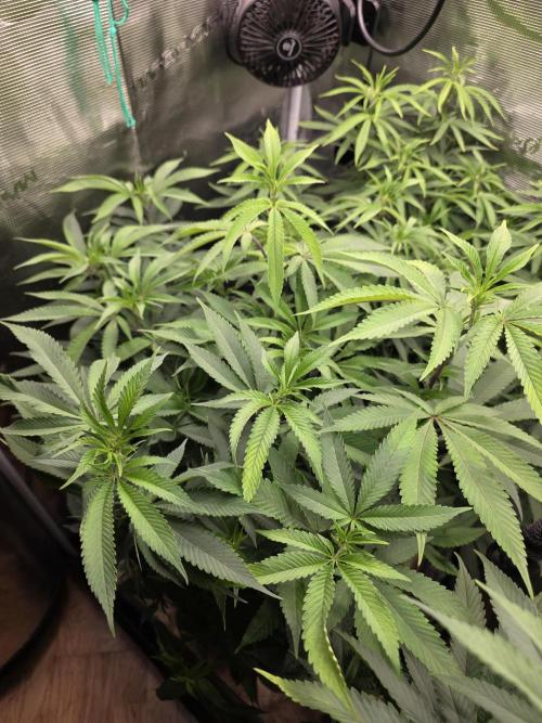 Blue zushi. Week 12