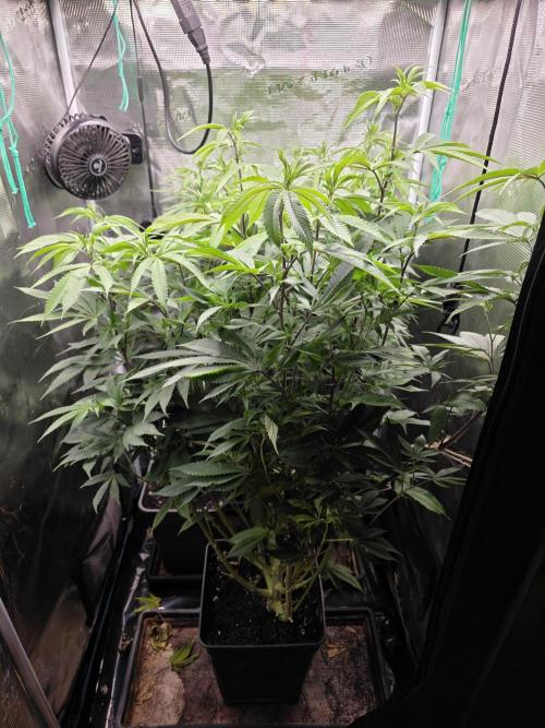 Blue zushi. Week 13