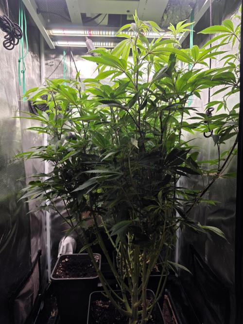 Blue zushi. Week 13