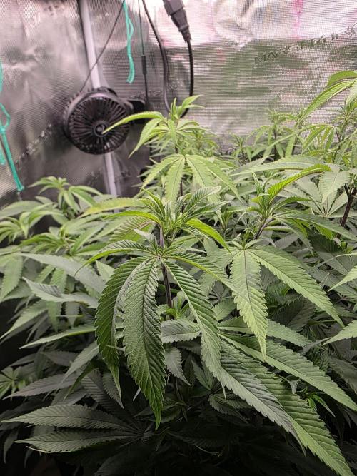 Blue zushi. Week 13