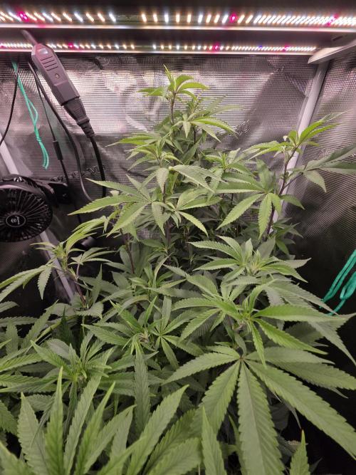 Blue zushi. Week 14