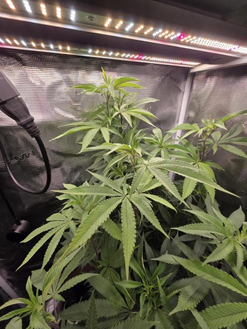 Blue zushi. Week 14